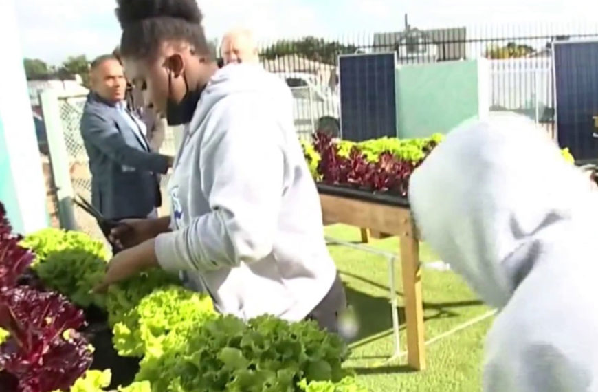 Students Use Skywell To Irrigate Their Campus Garden – NBC 4 Los Angeles